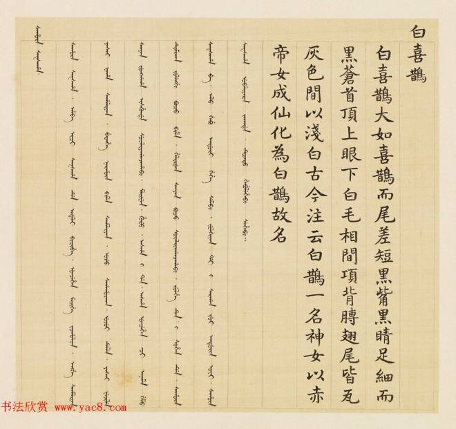 汉文满文字画《清人鸟谱册》传世字画