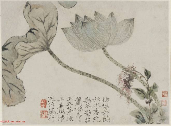 清代画家石涛花卉图册 美国弗利尔美术馆藏传世字画